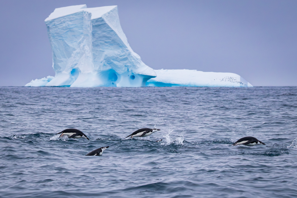 Porpoising Penguins in Elephant Island, Antarctica