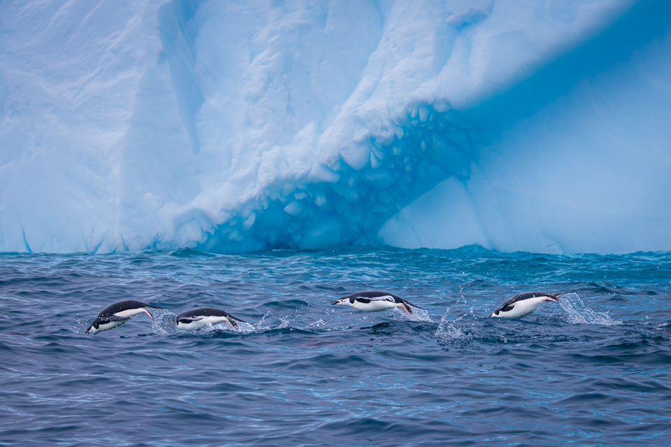 Chinstrap Swim in Elephant Island, Antarctica