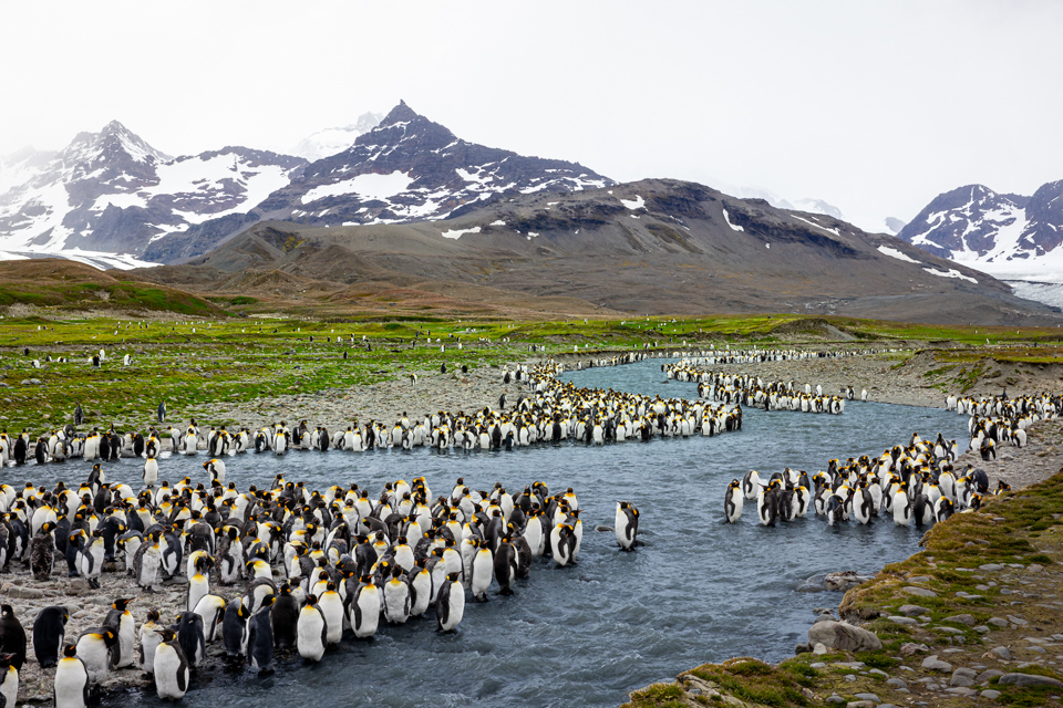 River of Penguins in St Andrews Bay, South Georgia