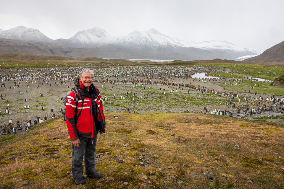 Antarctic Cal in Fortuna Bay, South Georgia