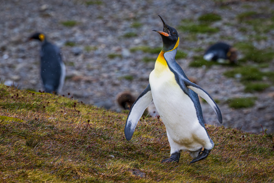 Goofy Penguin in Fortuna Bay, South Georgia