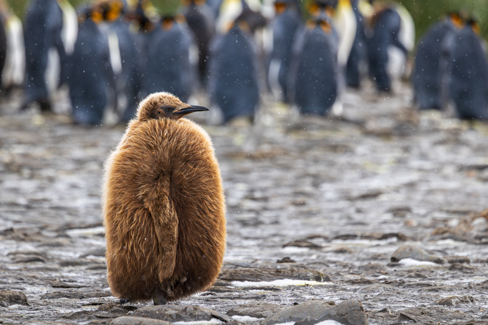 1940s Fur Coat in Salisbury Plain, South Georgia