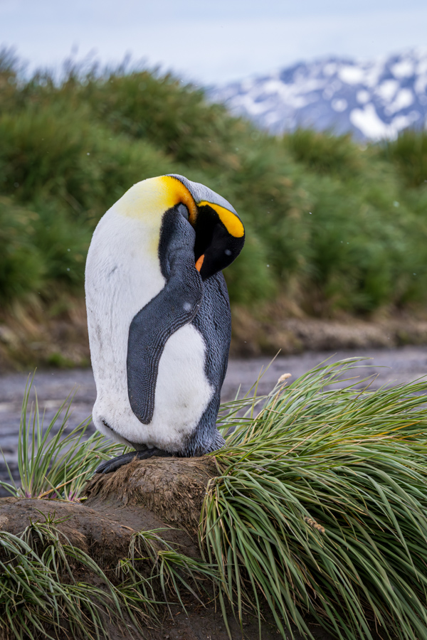 Penguin Nap in Salisbury Plain, South Georgia