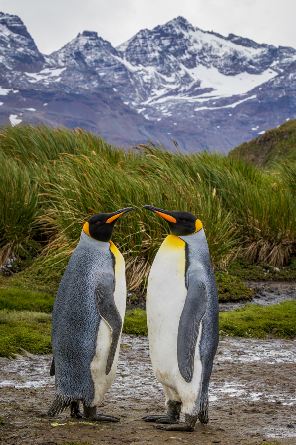 Cute Couple in Salisbury Plain, South Georgia