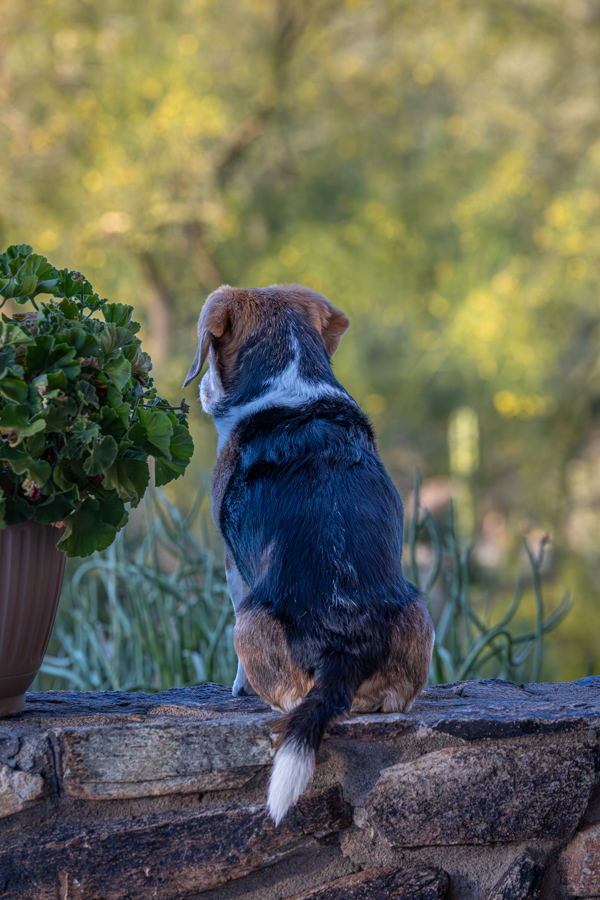 On the Watch in Paradise Valley, Arizona