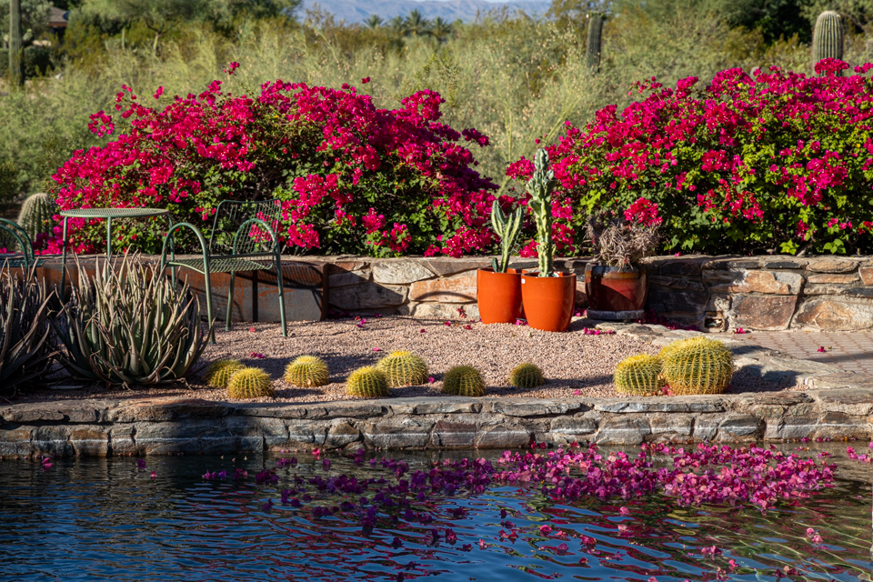 Spring in Arizona in Paradise Valley, Arizona