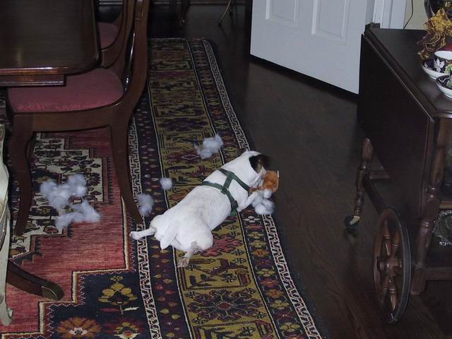 Sweetpea and a toy in Columbus, Georgia