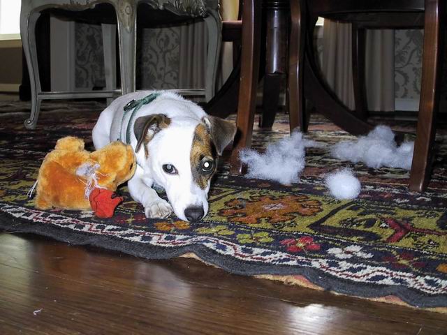 Sweetpea and a toy in Columbus, Georgia