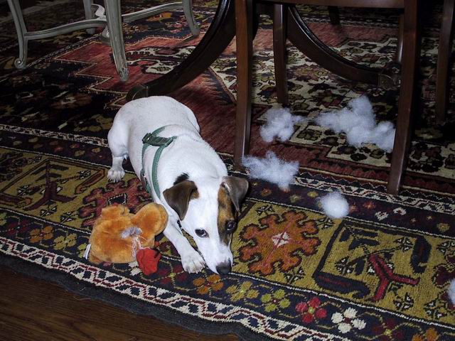 Sweetpea and a toy in Columbus, Georgia