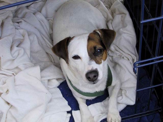 Sweetpea in her cage at the Steeplechase in Columbus, Georgia