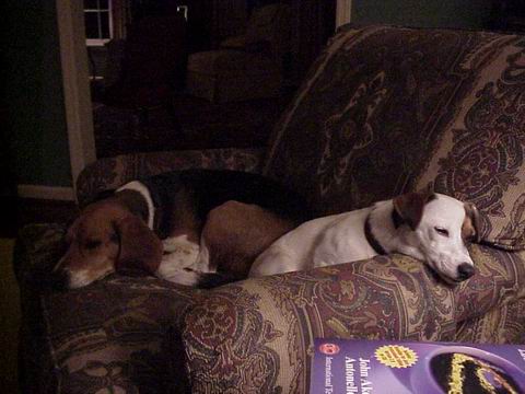 Sweetpea and Baileys Relaxing in Columbus, Georgia