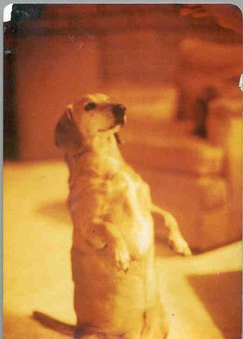 Troubles the beagle