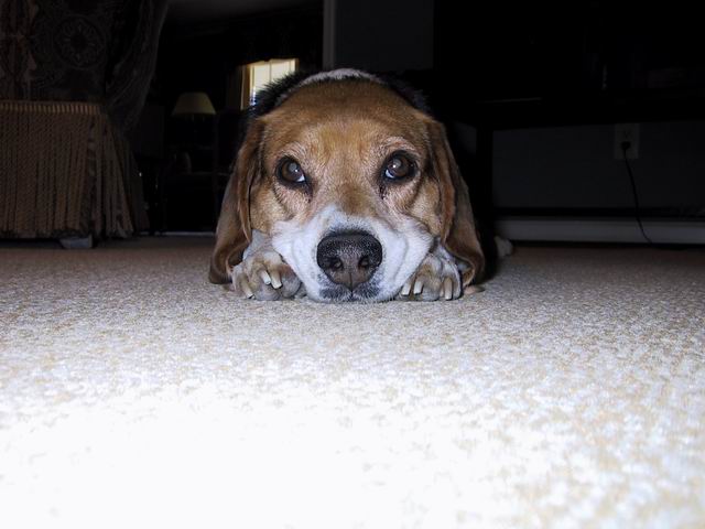 Beagle Head in Columbus, Georgia