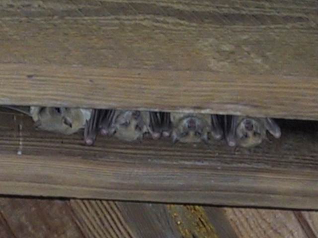 Bats in the Rafters in Tampa, Florida