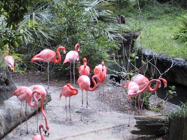 Flamingos in Flordia in Tampa, Florida