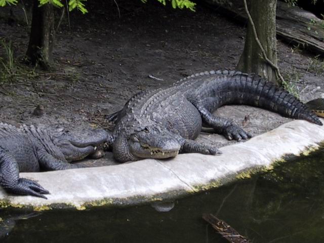 Flordia Gators in Tampa, Florida
