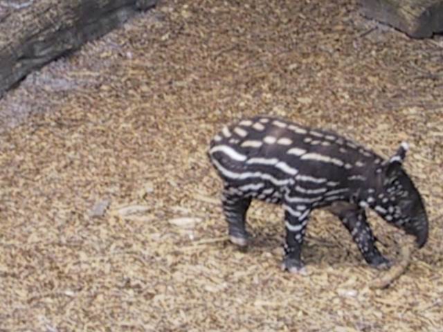 Little Malayan Tapir in Tampa, Florida