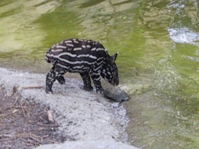 Little Malayan Tapir in Tampa, Florida