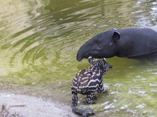 Little Malayan Tapir in Tampa, Florida