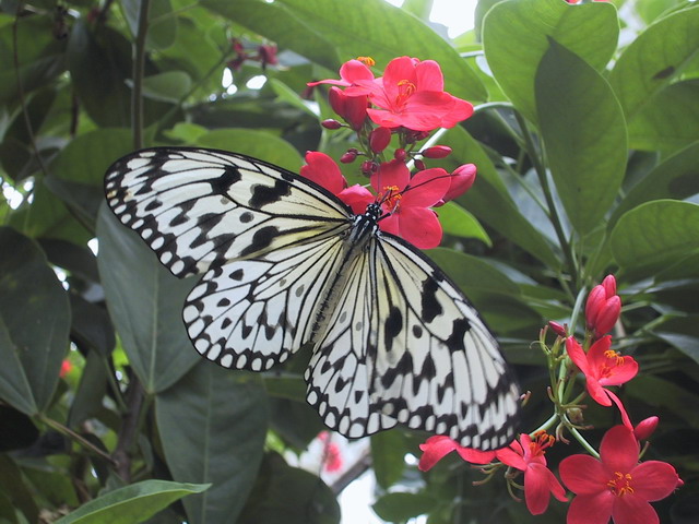 Butterfly at Callaway in Callaway Gardens, Georgia