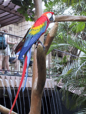 Parrot in Callaway in Callaway Gardens, Georgia