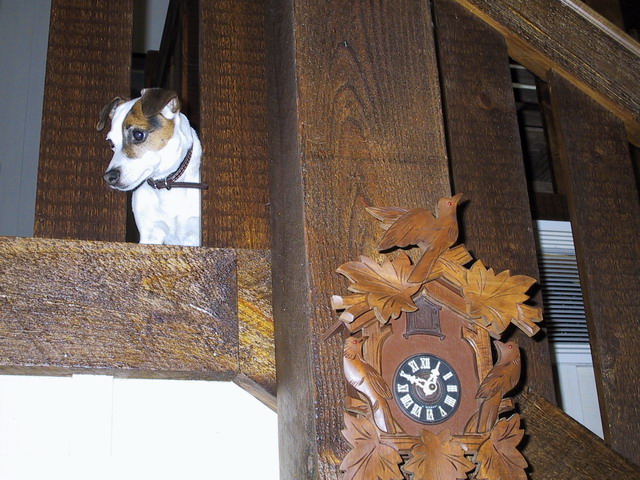 Sweetpea on the Landing in Highlands, North Carolina