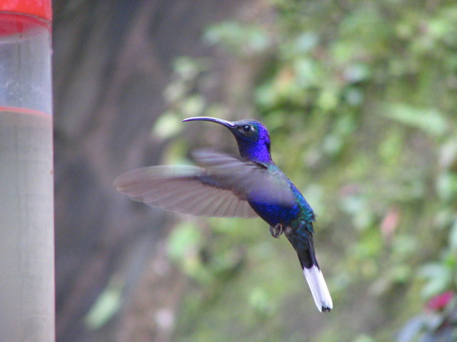 Hummingbird in Monteverde, Costa Rica