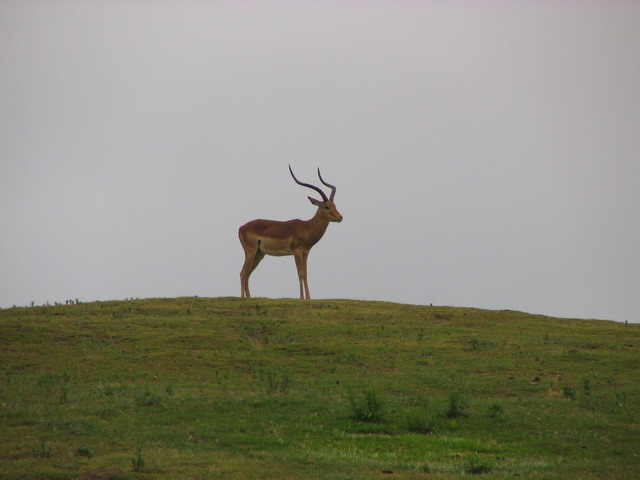 Impala on the Hill in San Diego, California