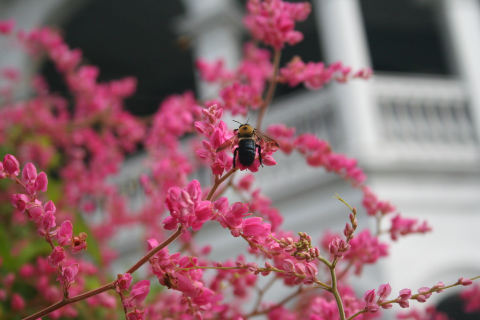 Southern Bee in Charleston, South Carolina