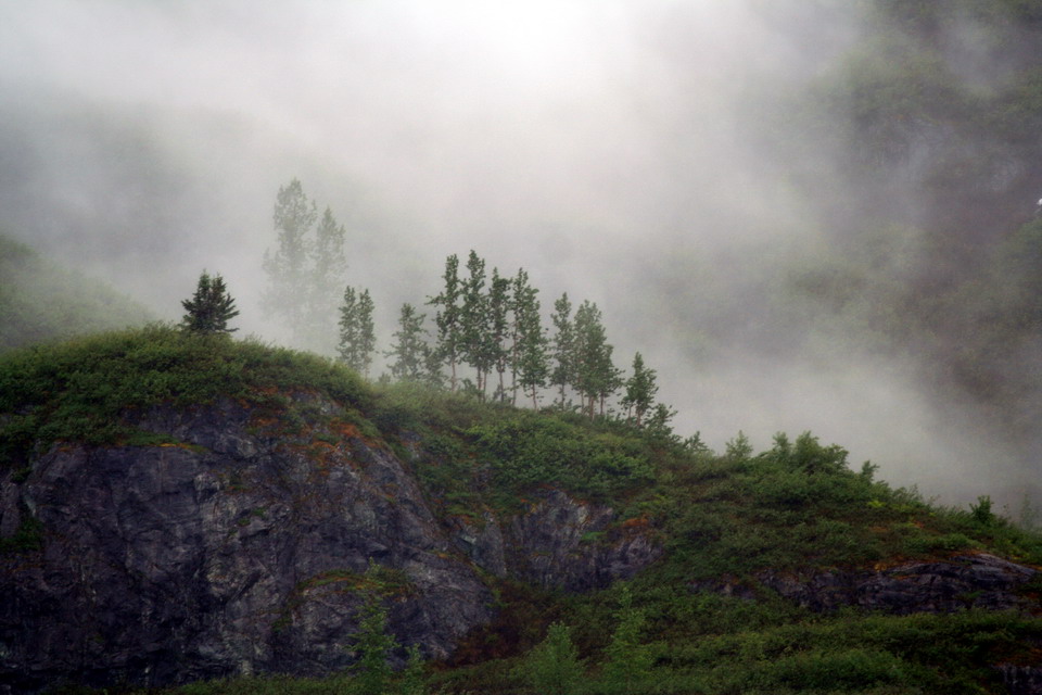 Misty Trees in Glacier Bay, Alaska