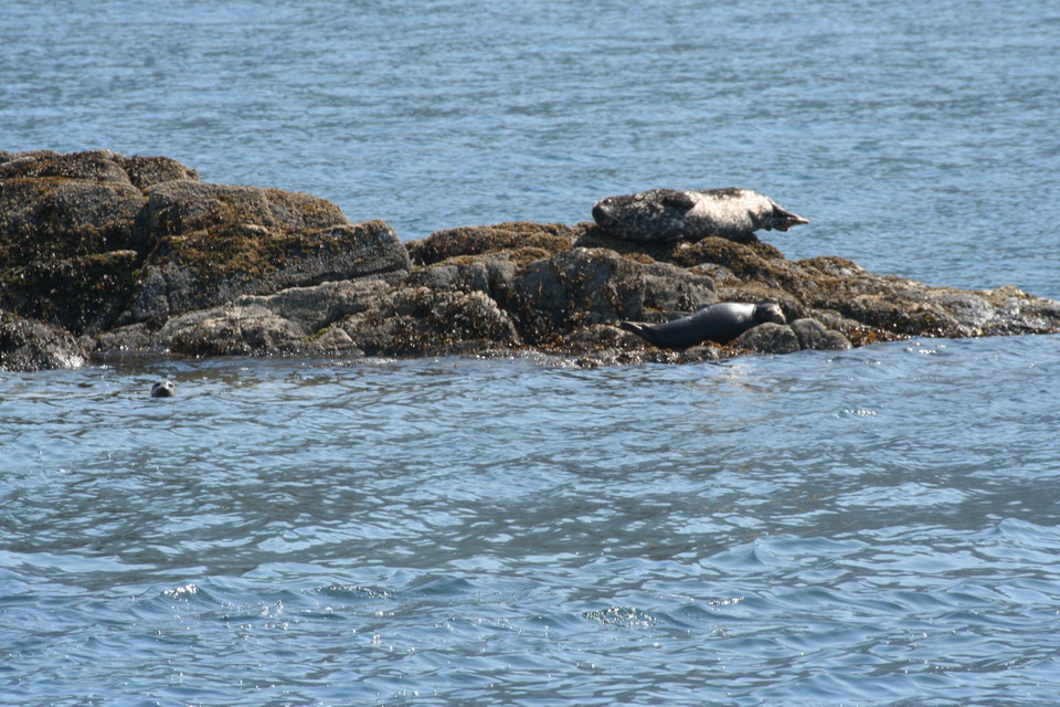 A Big Seal in Ketchikan, Alaska