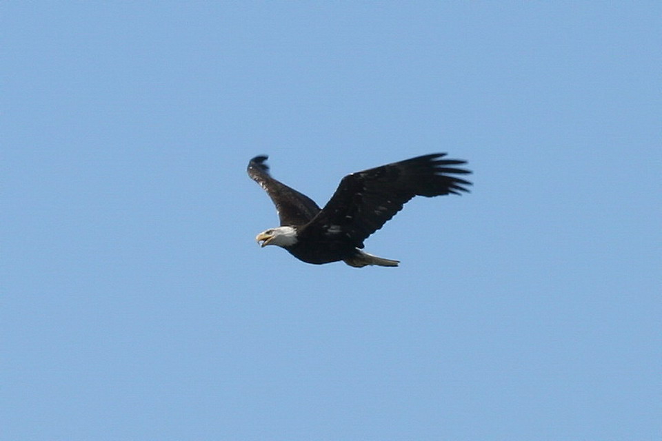 Bald Eagle in Juneau, Alaska