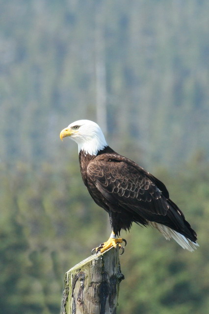 Looking for Fish in Juneau, Alaska