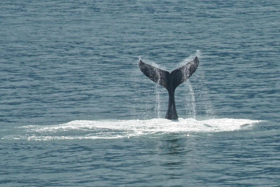 Whale Tail in Glacier Bay, Alaska