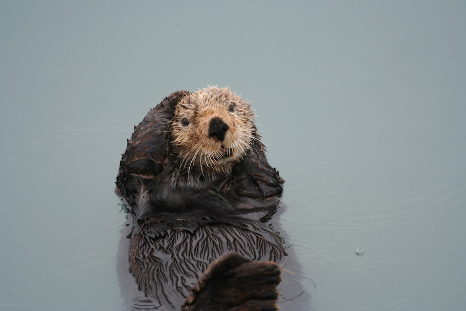 Playful Sea Otter in Seward, Alaska