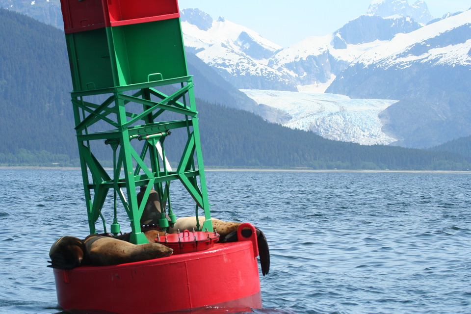 Snoozing Seals in Juneau, Alaska