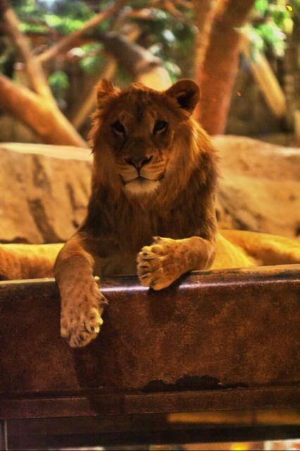 MGM Lion in Las Vegas, Nevada