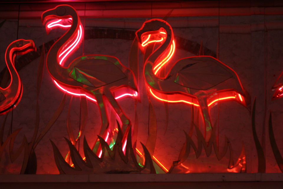 Flamingos in Las Vegas, Nevada