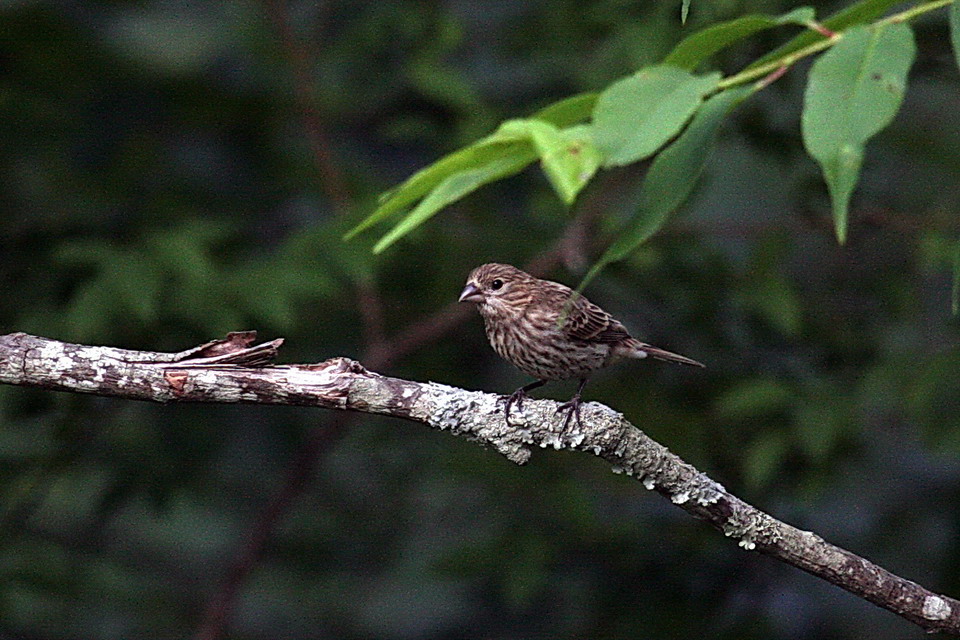 Brown Bird in Highlands, North Carolina