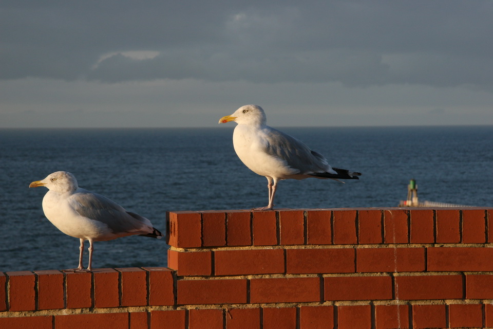 Seagulls in Whitby, England