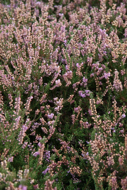 English Purple Wildflower in Whitby, England