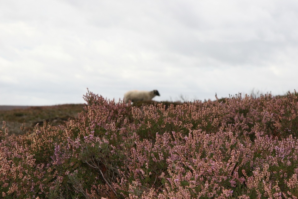 Purple Sheep in Whitby, England