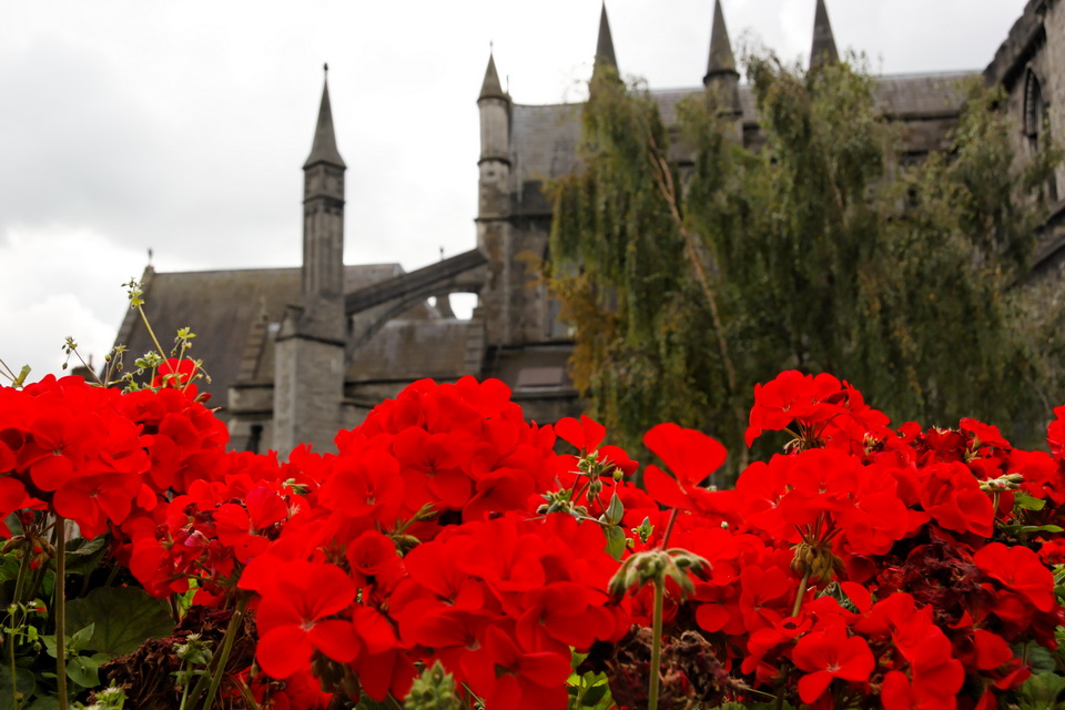 St. Patrick's Flowers in Dublin, Ireland