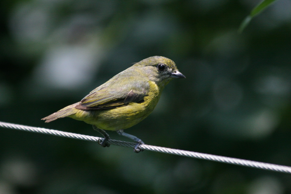 Green Bird in Chicago, Illinois