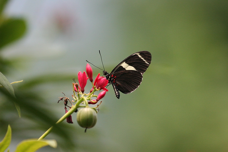 Dining on Flowers in Chicago, Illinois