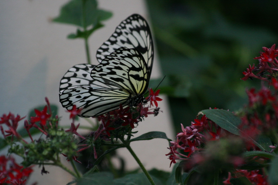Black and White in Chicago, Illinois