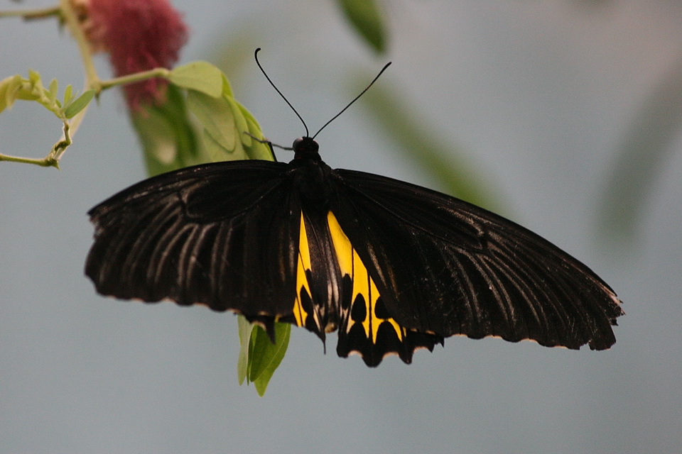 Black Butterfly in Chicago, Illinois