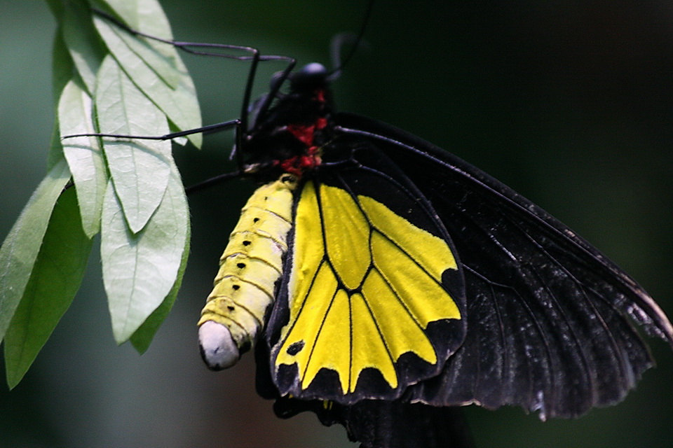 Butterfly in Chicago, Illinois