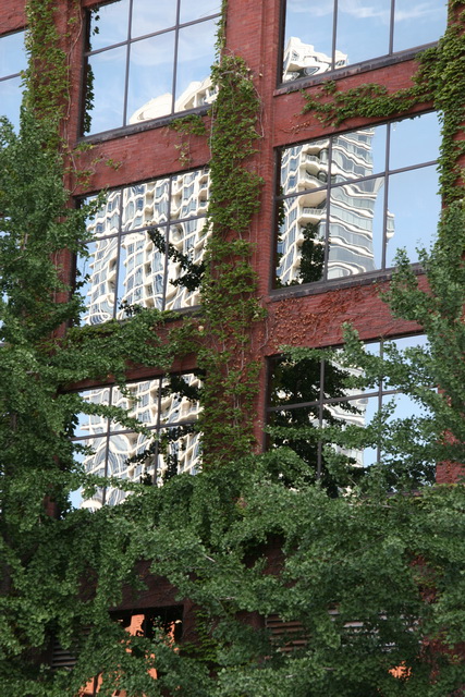 Ivy and Building in Chicago, Illinois