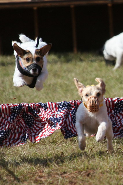 Flying Pups in Pine Mountain, Georgia